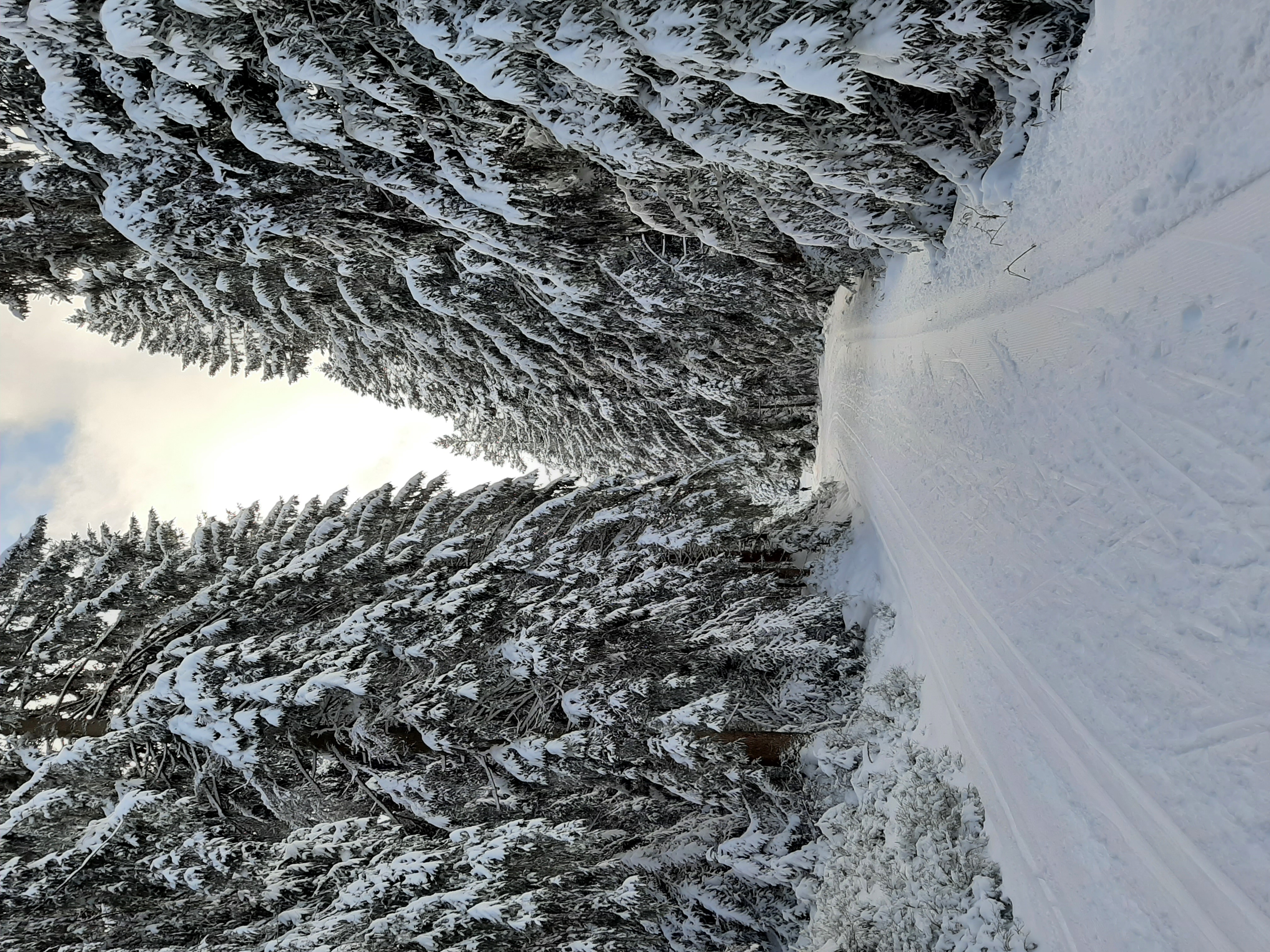 Eine winterliche Landschaft. Ein Weg führt durch den verschneiten Wald. Foto: Tim Tschöpe 