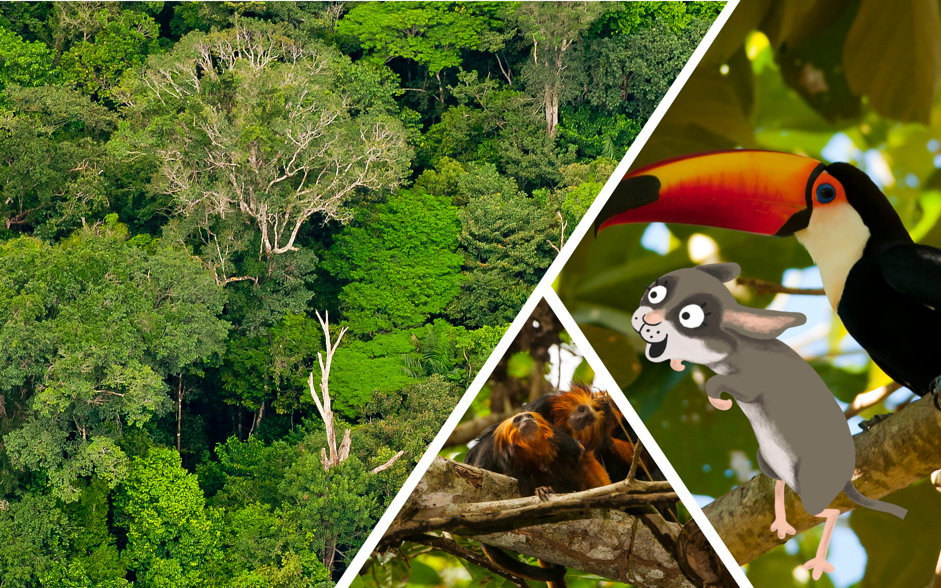 Lotta auf Schatzsuche im Regenwald