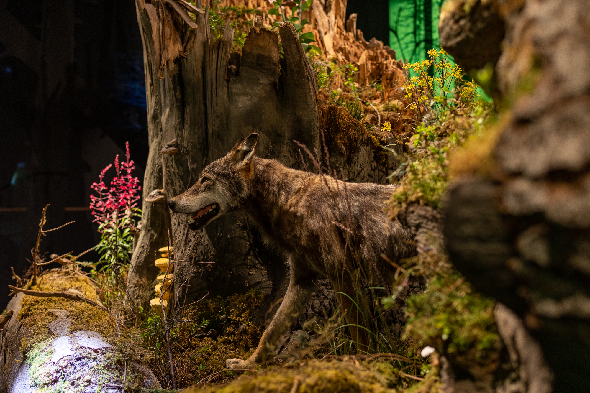 Viel Arbeit wartet auf die Präparatoren. © Andreas Forch Ausstellung: Ein künstlicher Wolf steht vor einem künstlichen Baumstamm. Foto: Andreas Forch