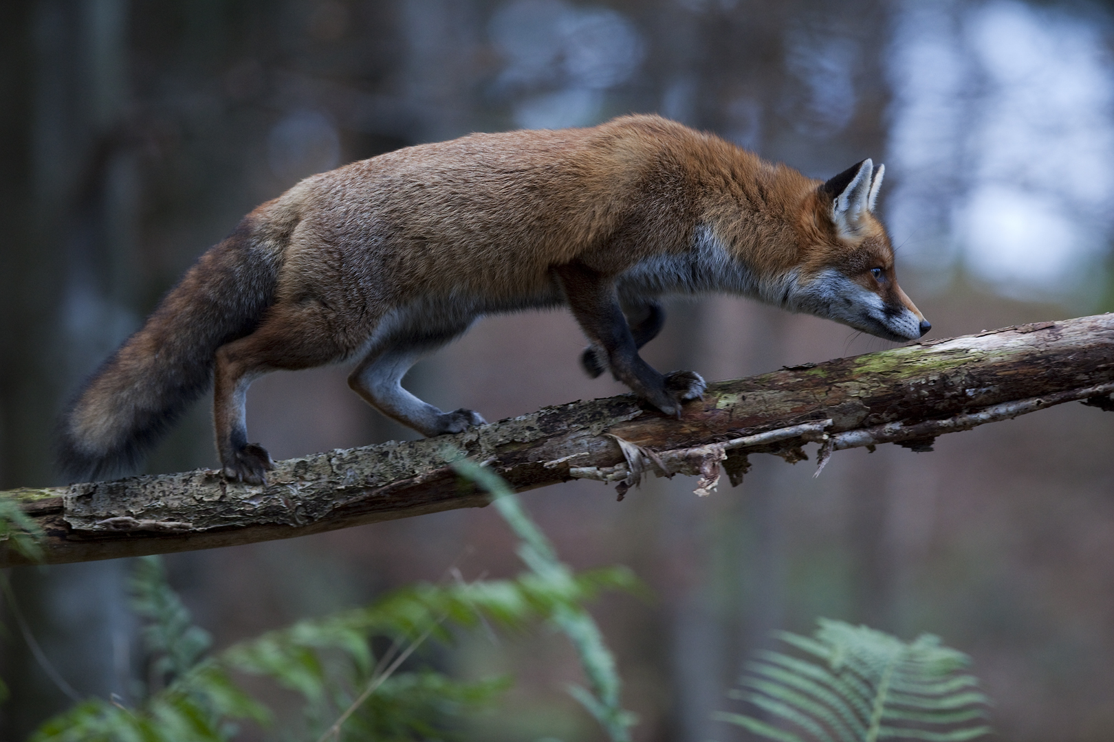 Fuchs auf Ast © Klaus Echle Fuchs auf einem Ast