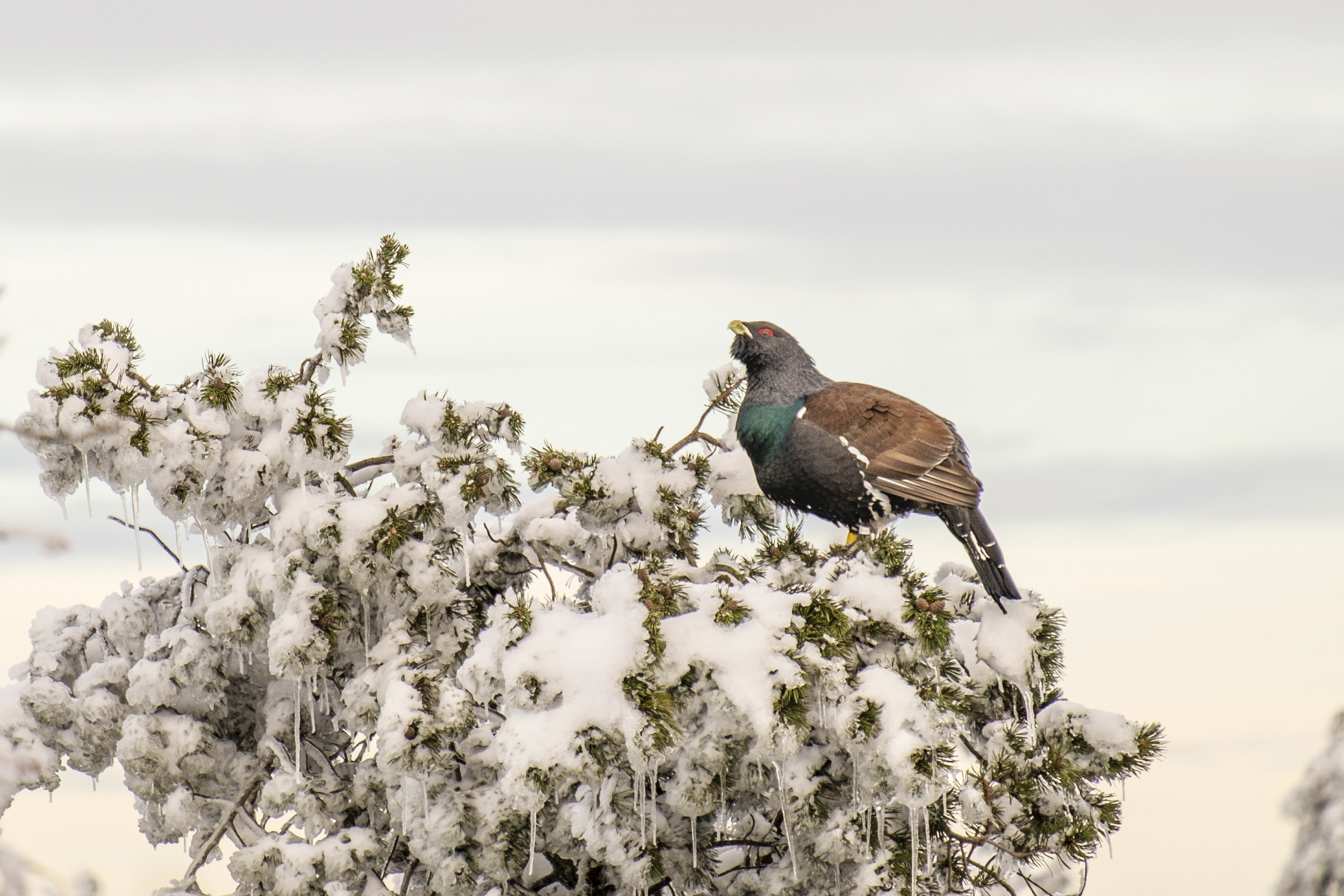 Ein Vogel sitzt auf einem mit Schnee bedecktem Baum. Foto: Arne Kolb (Nationalpark Schwarzwald)