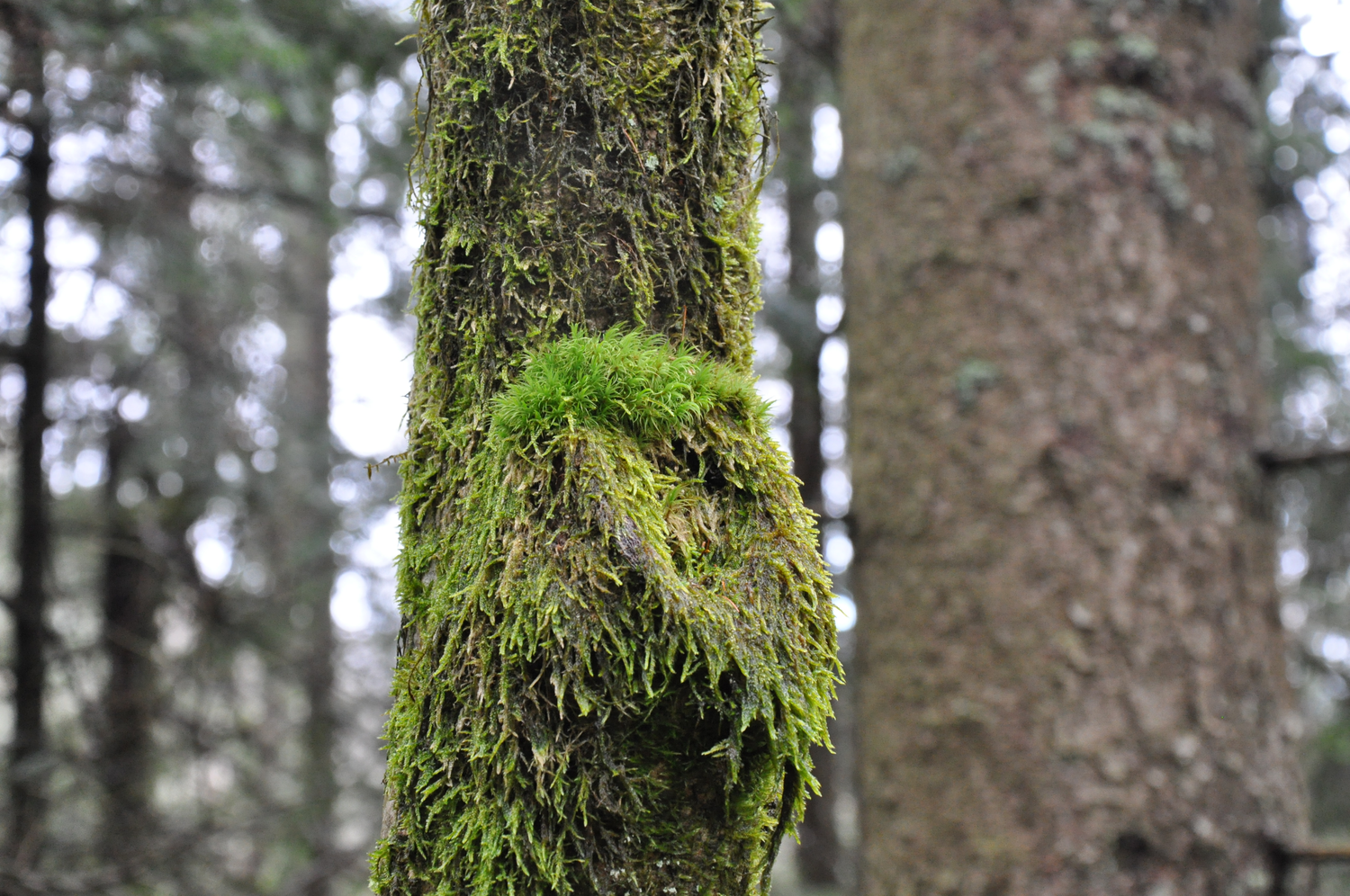 Ein Baumstamm ist bedeckt mit Moos. Foto: Nina Blazon 
