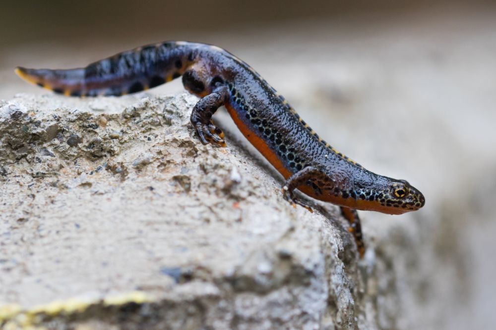 Bergmolch (Ichthyosaura alpestris) © Ralph Martin Bergmolch (Ichthyosaura alpestris) © Ralph Martin