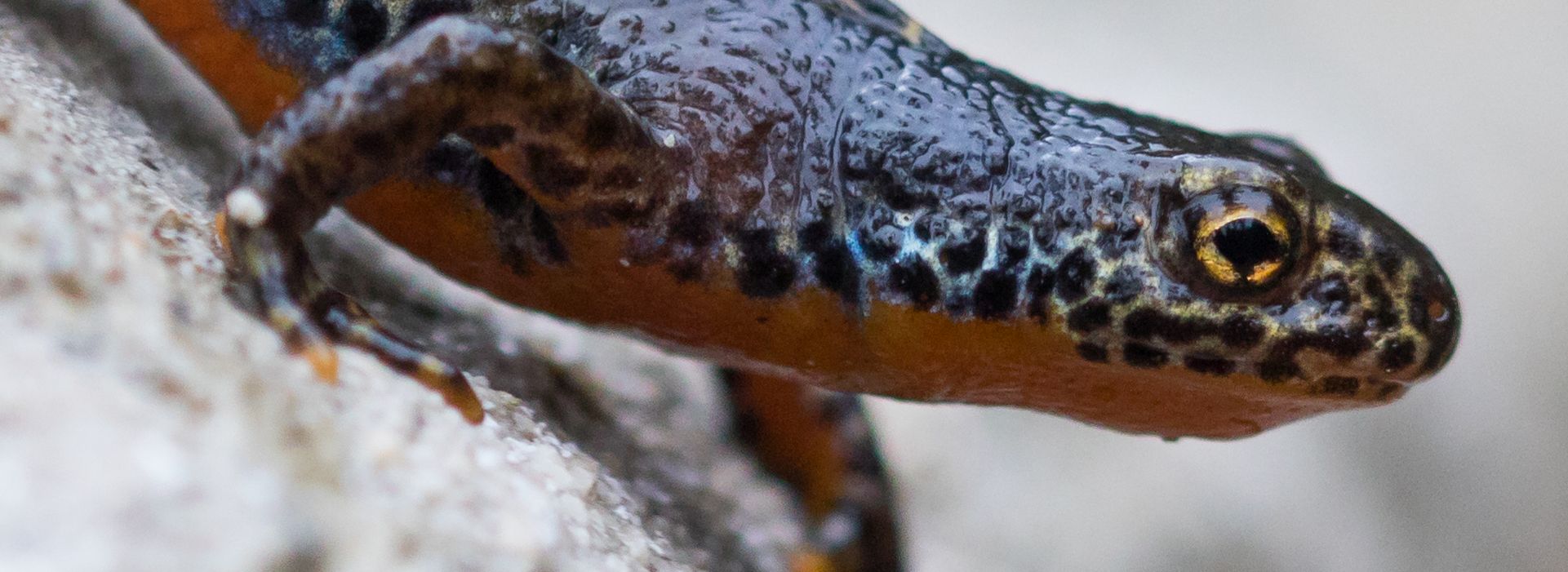 Bergmolch (Ichthyosaura alpestris) © Ralph Martin