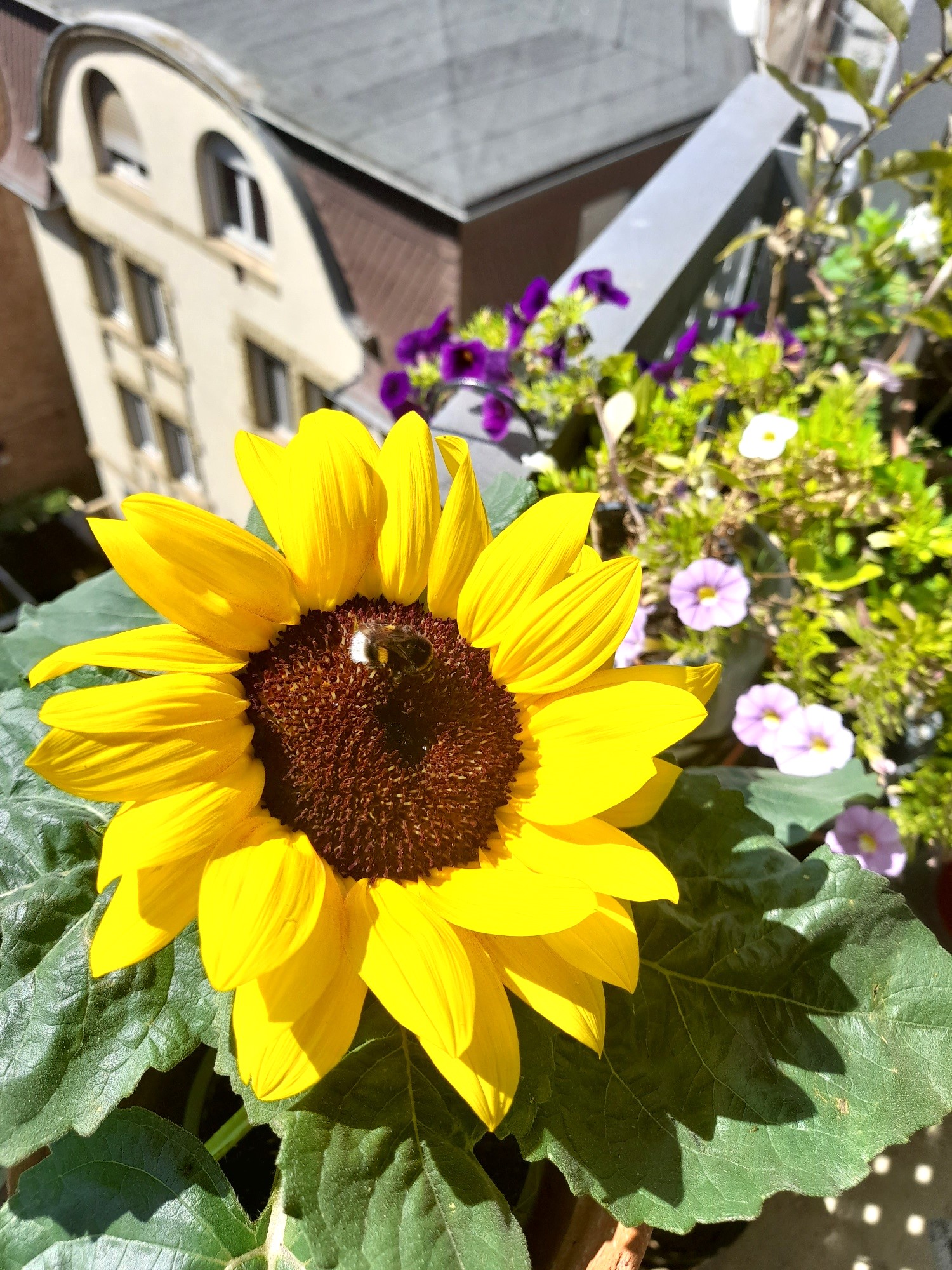 Hummel im fünften Stock © Iris Lemanczyk Eine Hummel sitzt auf einer Sonnenblume.