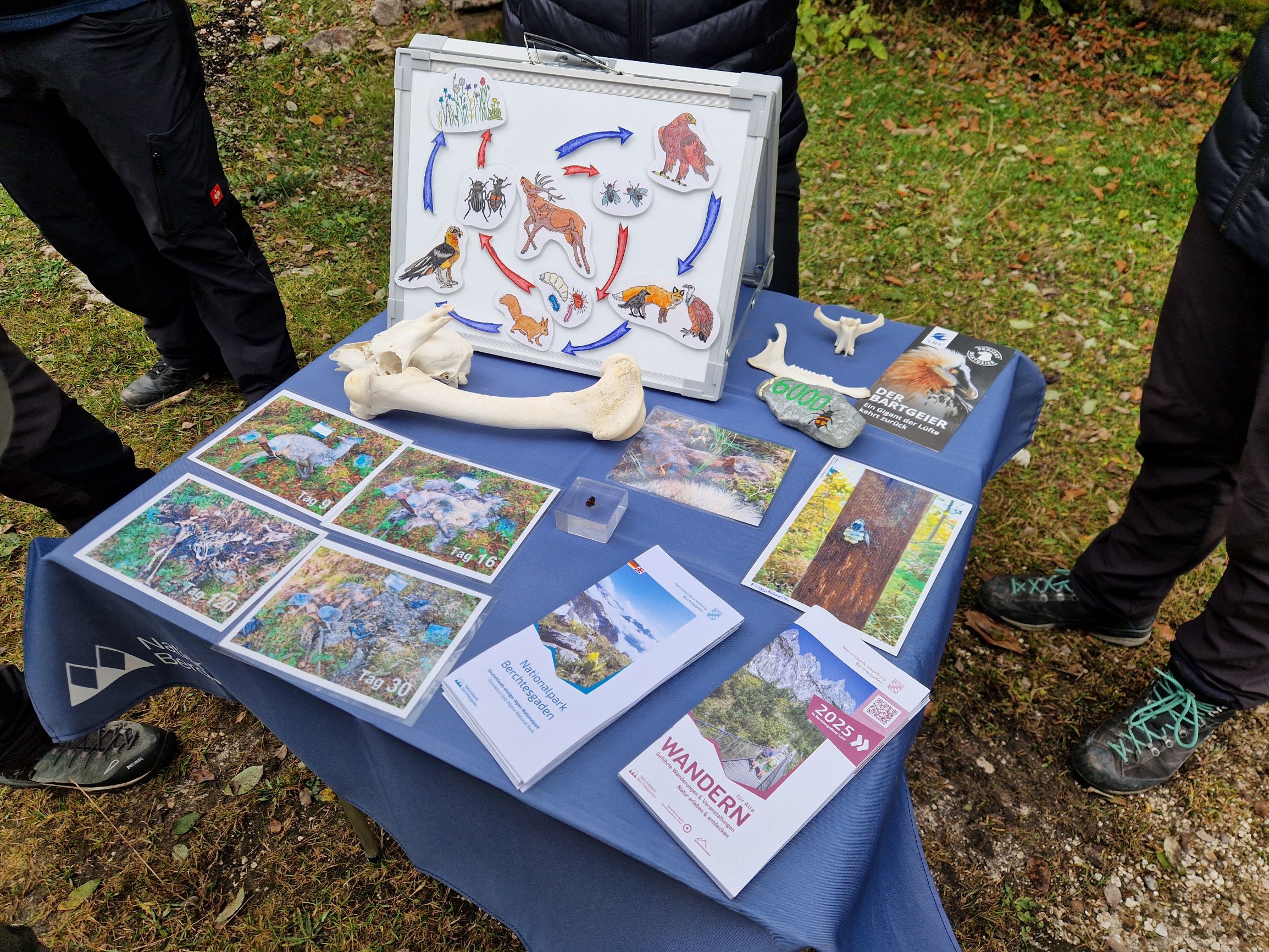 Man sieht einen kleinen Tisch mit Infomaterial, zwei Tierknochen zum Anschauen und einer Tafel. Die Tafel zeigt Nahrungs- und Zersetzungsprozess in der Natur. Foto: Nadine Berger