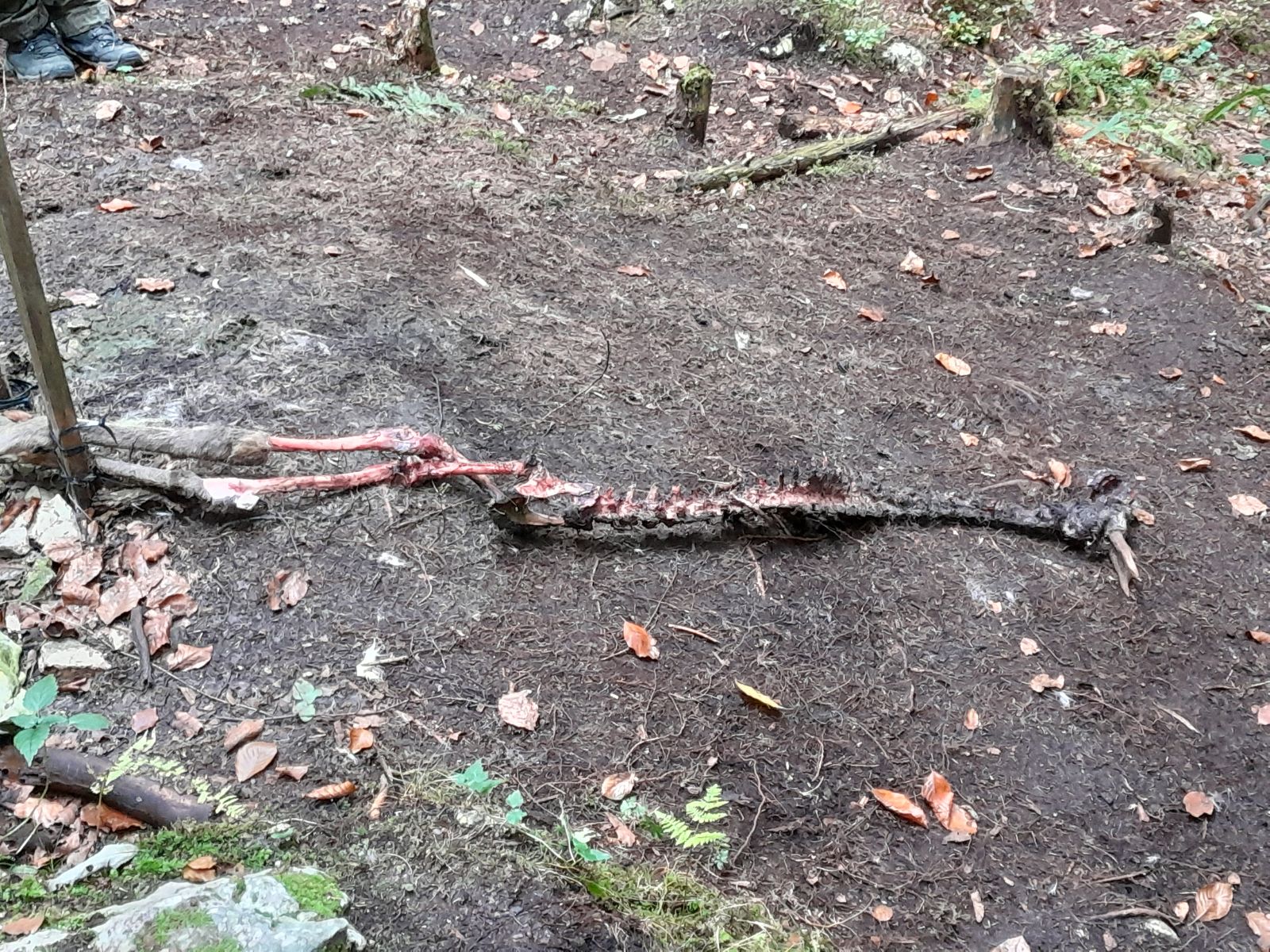 Auf dem Boden liegt ein Skelett von einem Reh. Foto: Lätizia Schmid