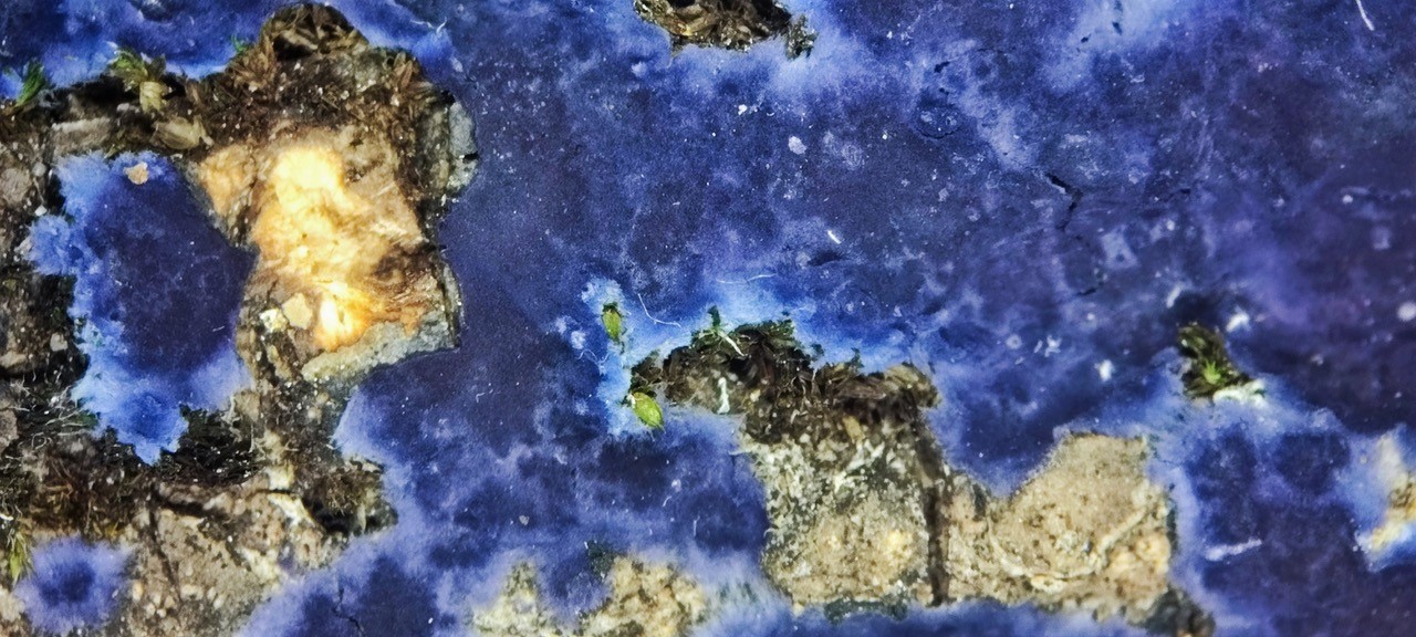 Blaue Rindenpilz auf Kaminholzscheit © Flavius Popa Der blaue Rindenpilz.