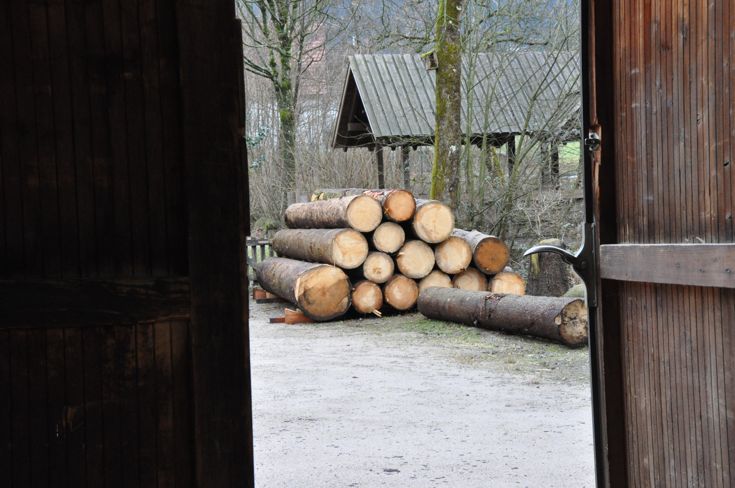 Nur heimische Hölzer werden in der Zimmerei verarbeitet. © Nina Blazon Blick aus einem Holztor nach draußen. Im Hintergrund ein Stapel mit großen Holzstämmen. Foto: Nina Blazon