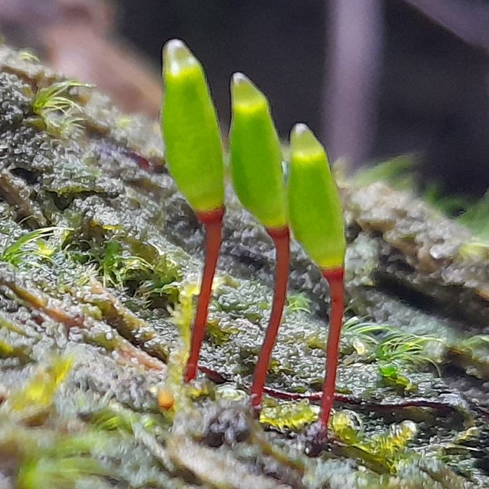 Grünes Koboldmoos © Torsten Bernauer