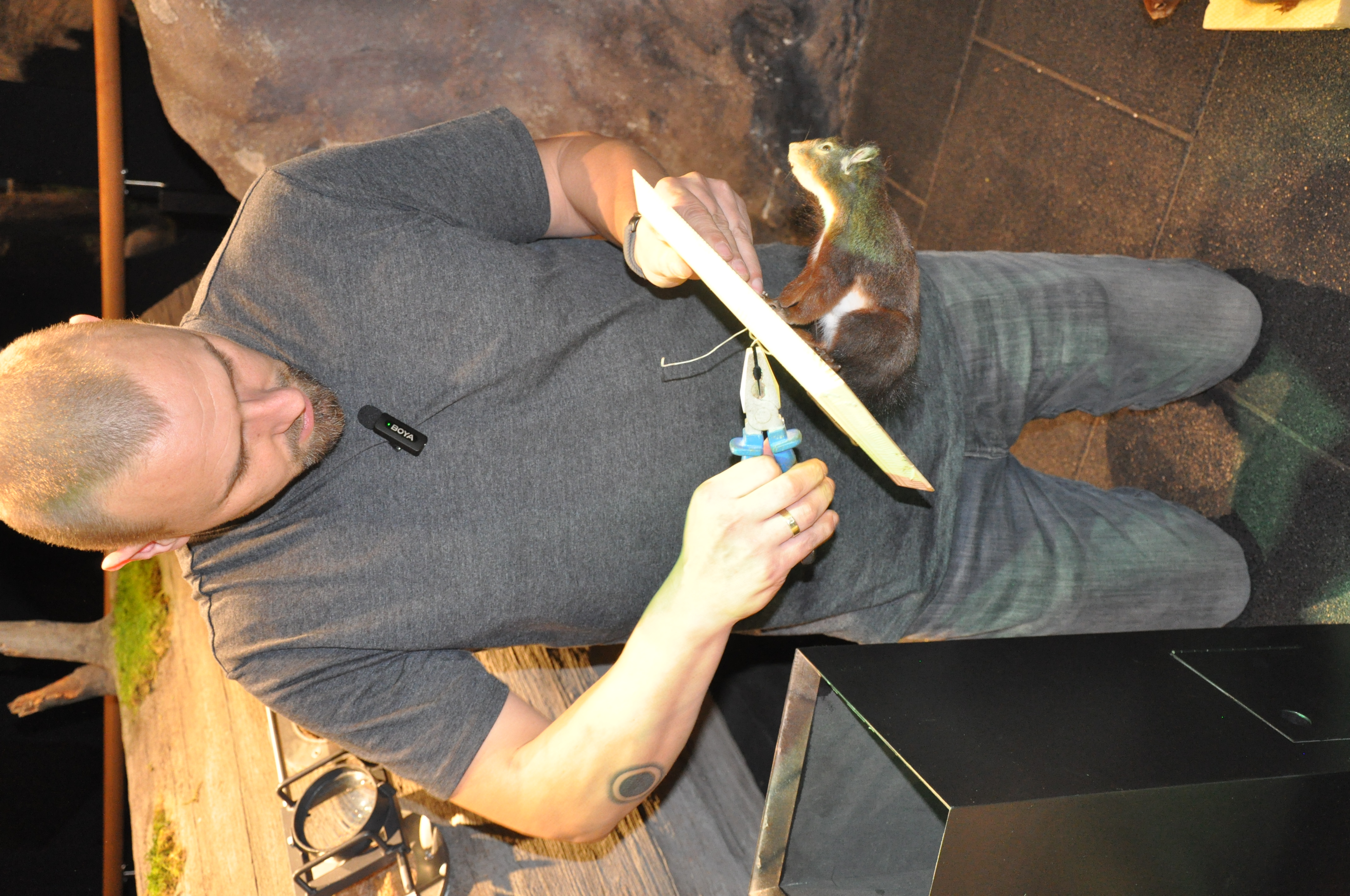 Ein Mann hält eine Holzplatte mit befestigtem künstlichen Eichhörnchen. Er macht das Eichhörnchen mit einem Werkzeug ab. Foto: Iris Lemanszyk