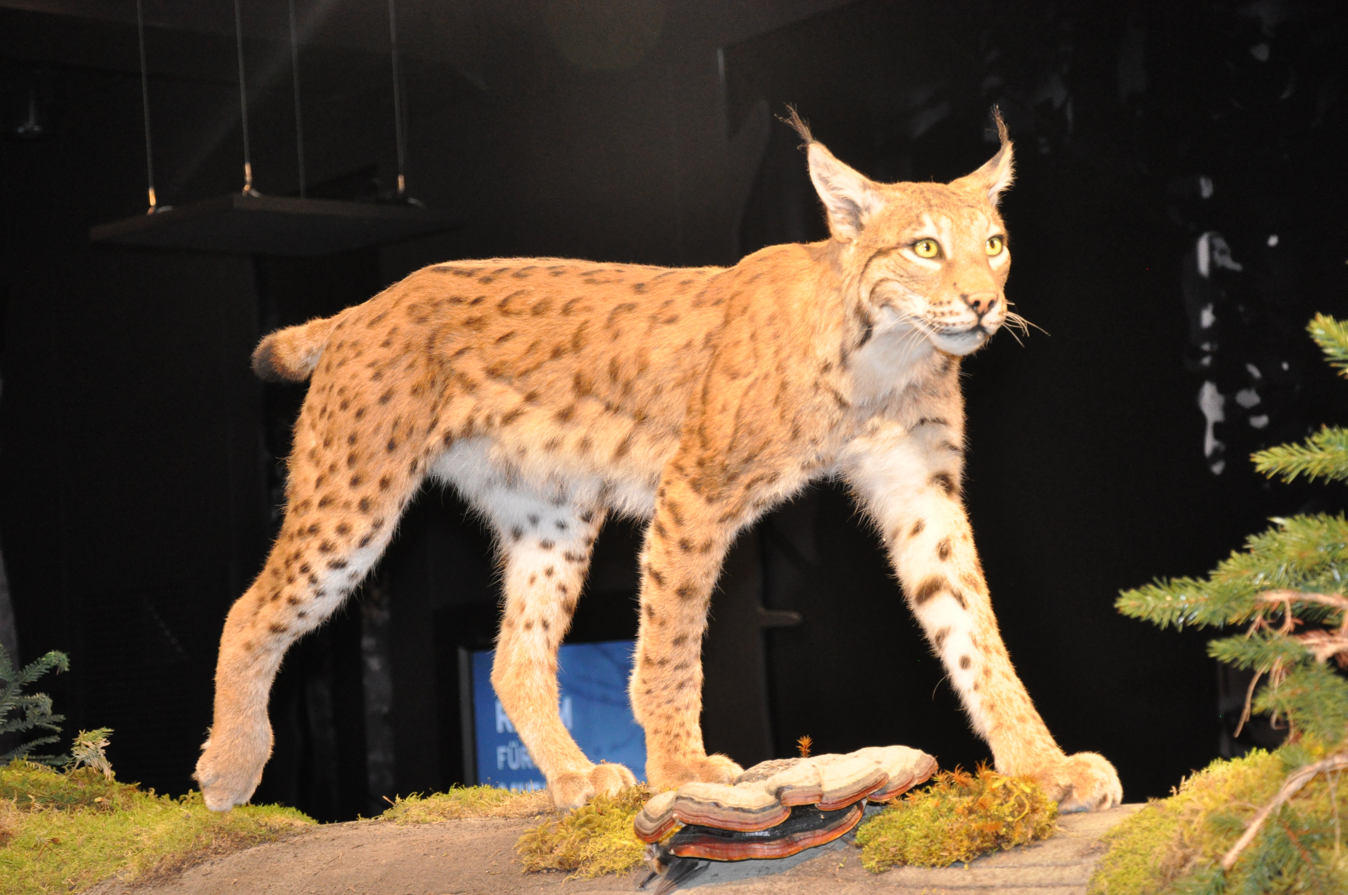 Ein künstlicher Luchs auf einem Holzstamm. Foto: Iris Lemanczyk