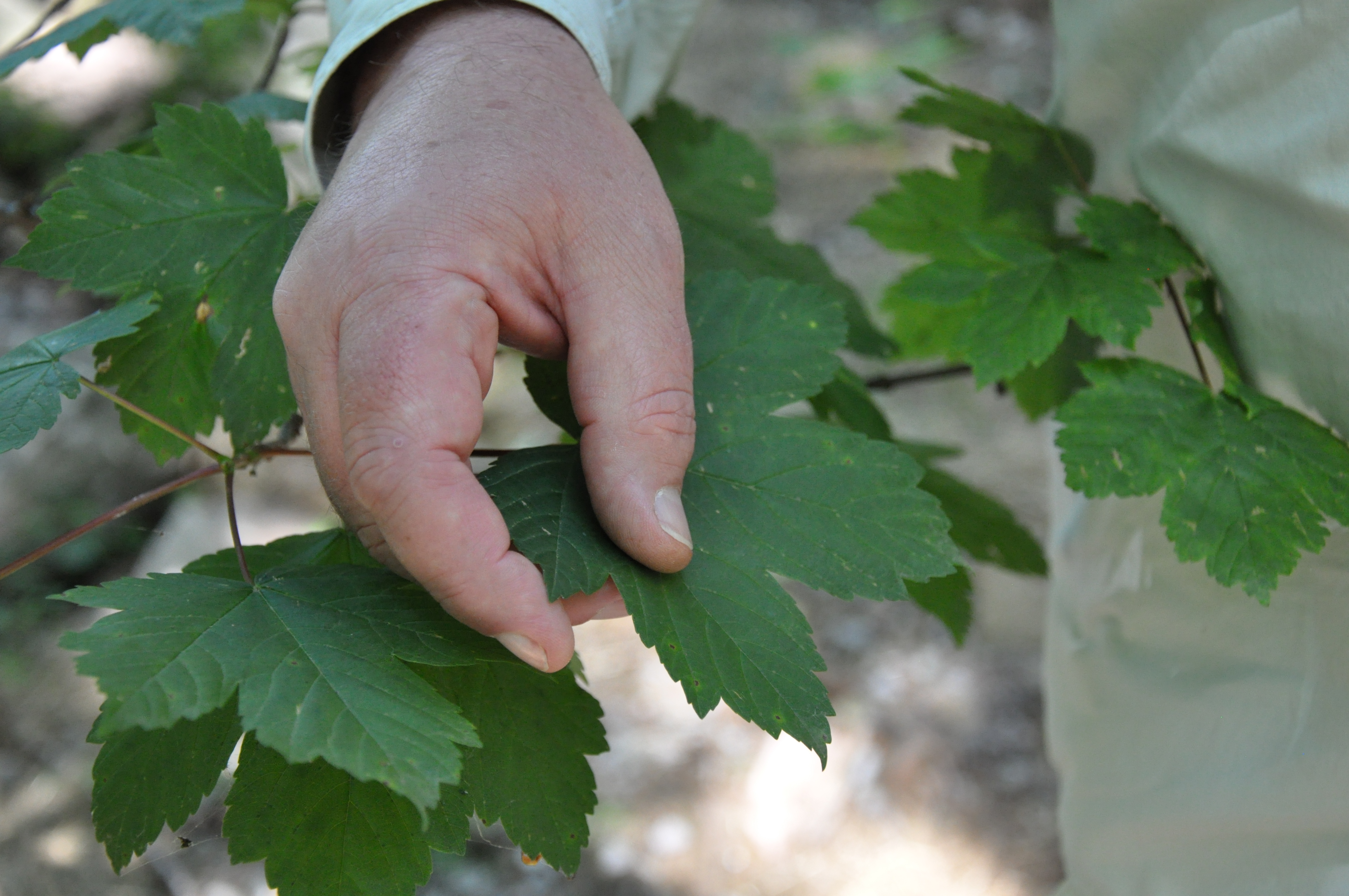 Nahaufnahme: Eine Hand berührt ein grünes Blatt. Foto: Nina Blazon