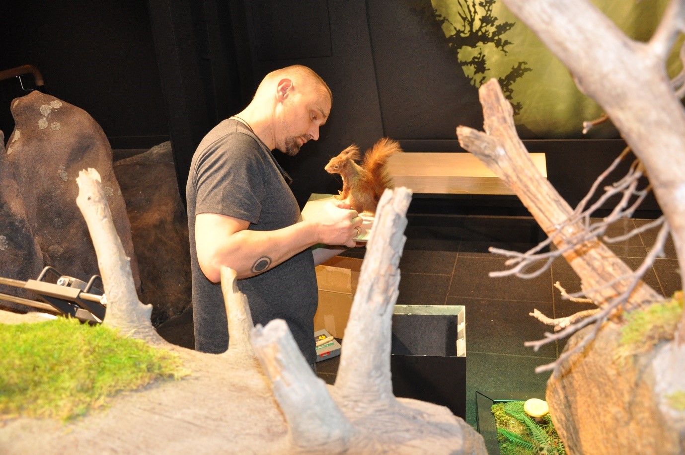 Ein Mann installiert ein künstliches Eichhörnchen auf eine Holzplatte. Im Vordergrund sind künstliche Baumstämme zu sehen. Es ist eine Ausstellung. Foto: Iris Lemanczyk 