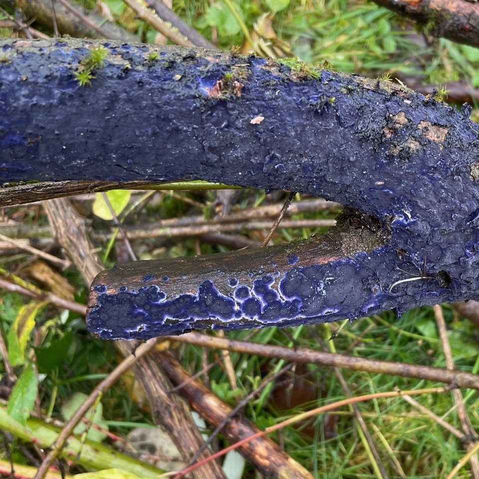 Ein Ast aus dem Brombeergesträuch © Silke Kluth Blauer Rindenpilz