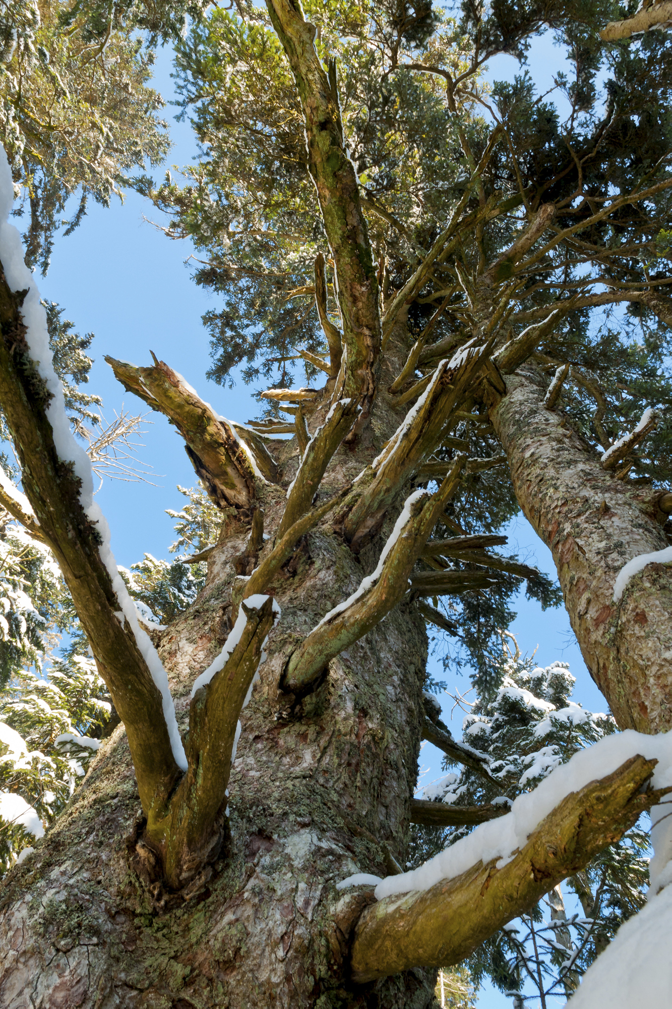 Blick in einen sehr alten Baum. Foto: Luis Scheuermann