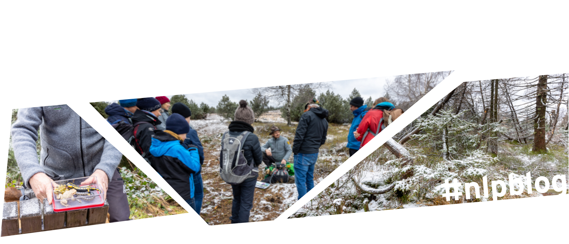 Eine Kollage aus drei Bilder: Bild 1 zeigt eine Glasschale mit Amphibien, Bild 2 eine Gruppe von Menschenm, Bild 3 eine leicht eingeschneite Waldlandschaft