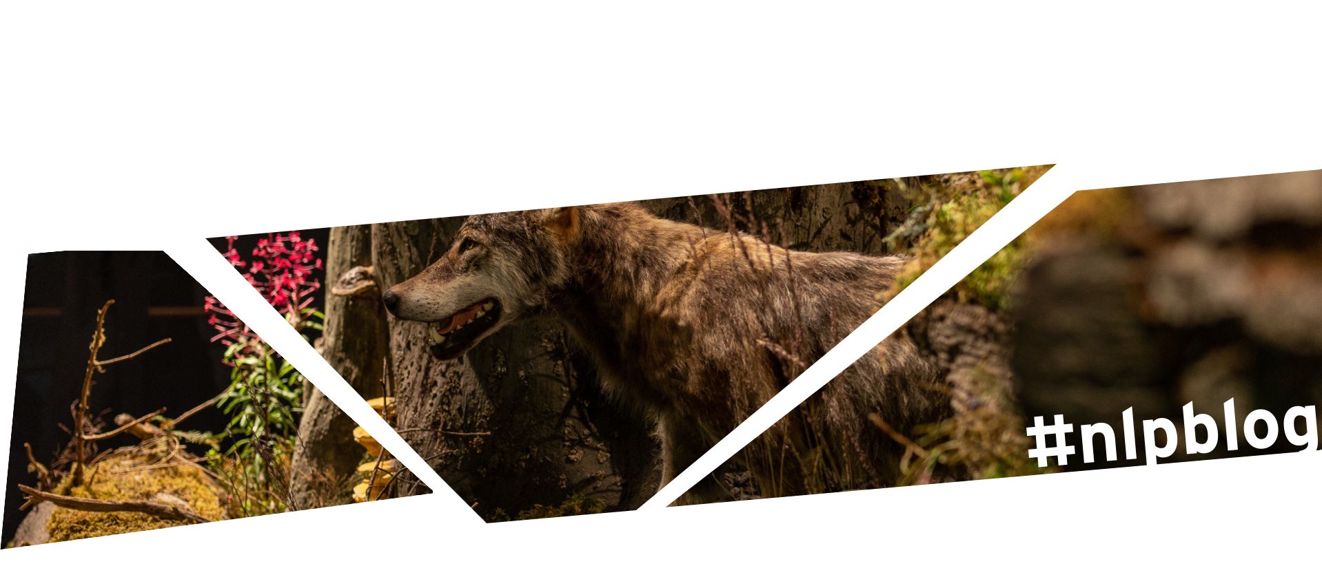 Viel Arbeit wartet auf die Präparatoren. © Andreas Forch Ausstellung: Ein künstlicher Wolf steht vor einem künstlichen Baumstamm. Foto: Andreas Forch