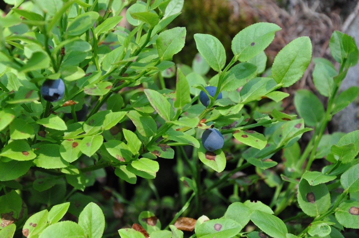 Heidelbeeren. Foto: Iris Lemanczyk