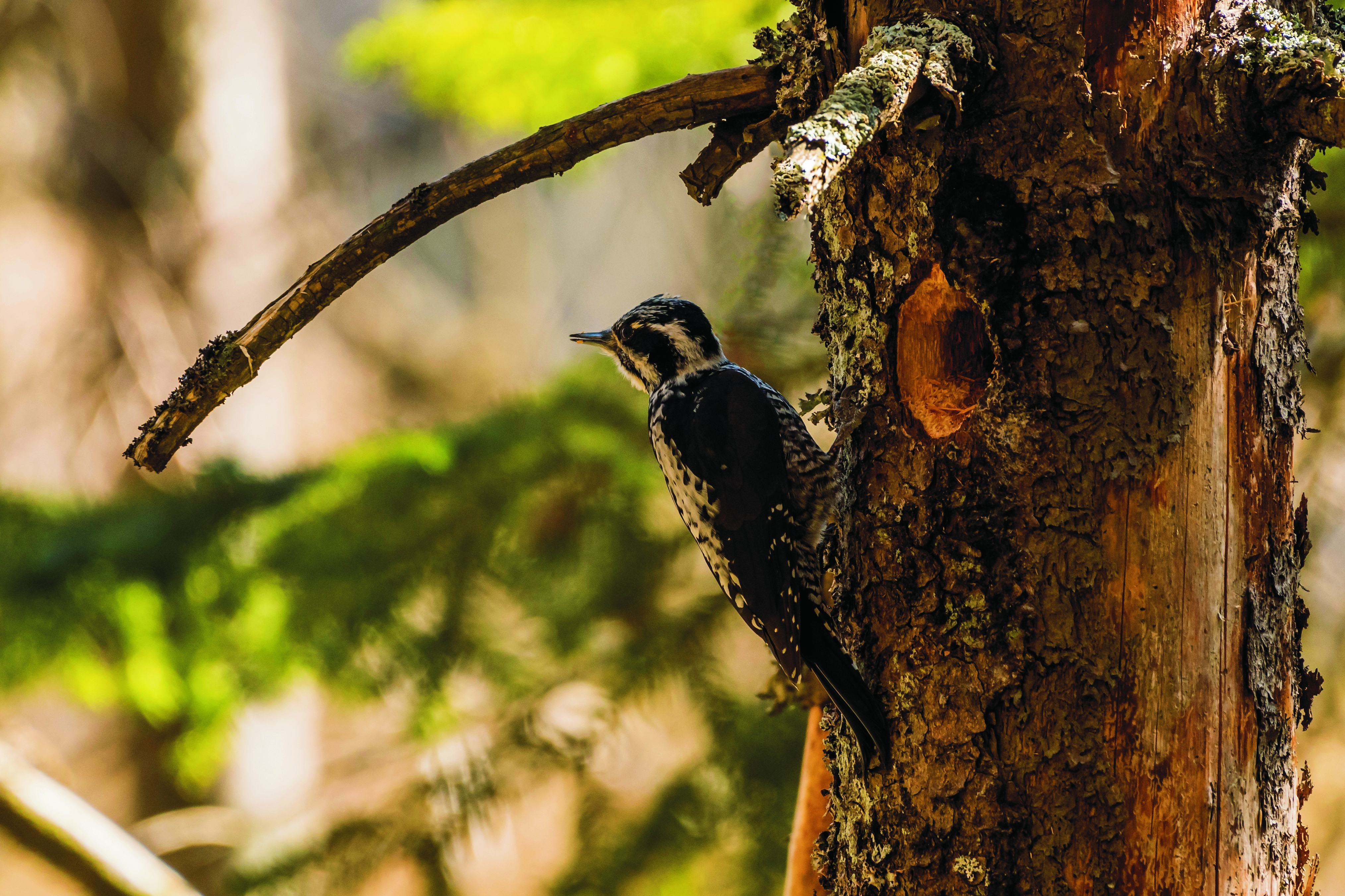 Ein Dreizehenspecht an seiner Bruthöhle in einem Totholzstamm.