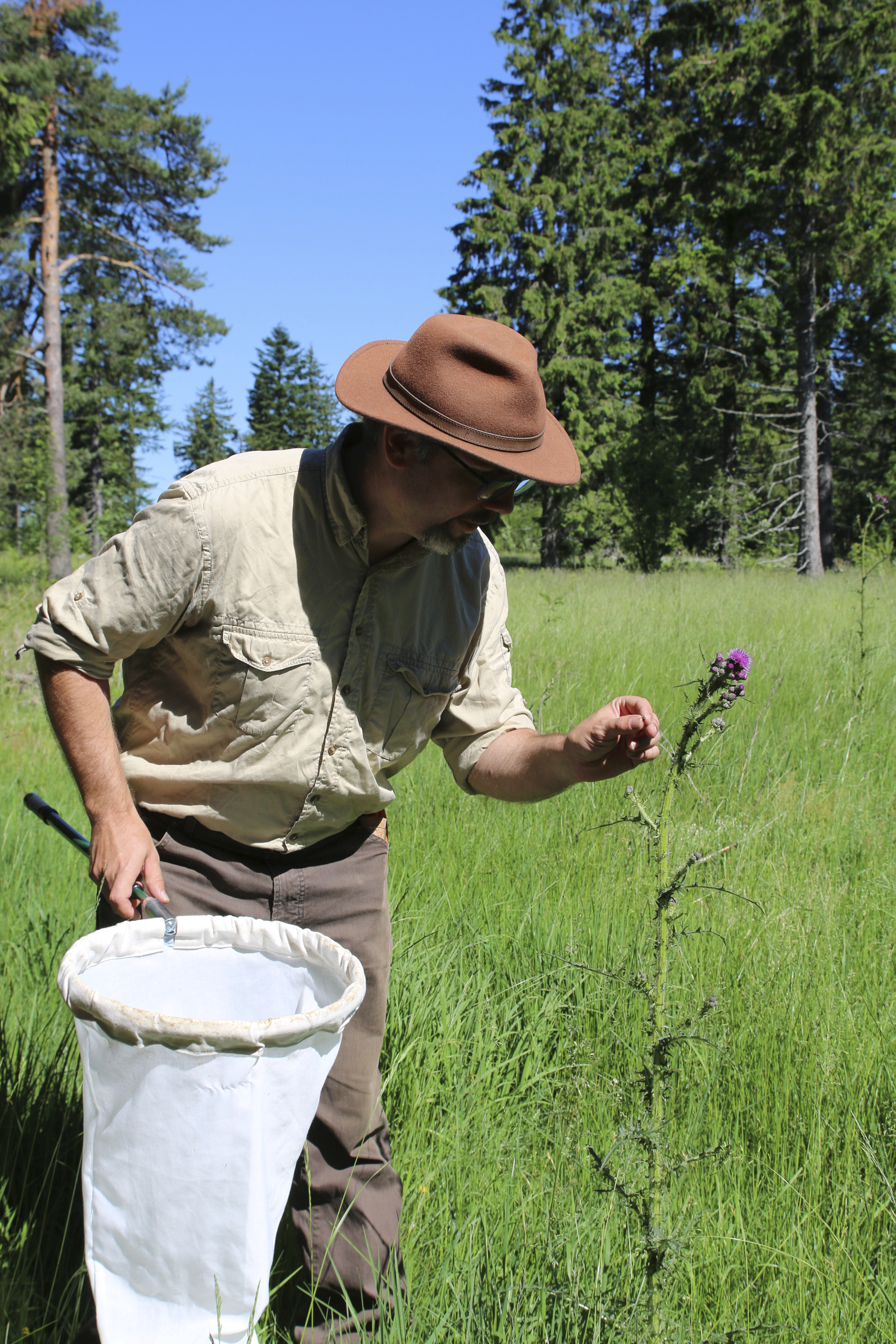 Jörn Buse ist der Käferspezialist im Nationalpark Schwarzwald. © Anne Kobarg Ein Mann mit Hut und einem Fangnetz in der Hand schaut auf eine Blüte. Im Hintergrund Wiese und Bäume. Foto: Anne Kobarg