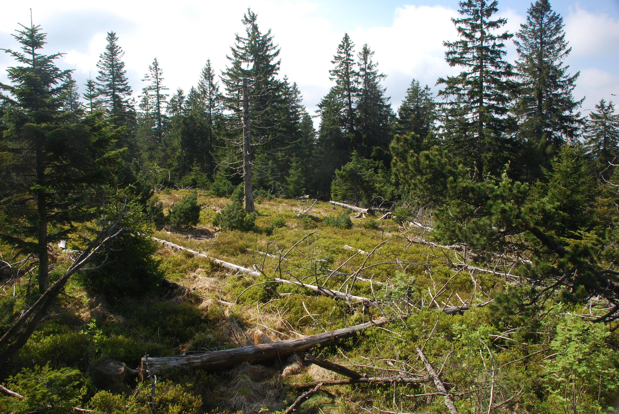 Lebensraum für das Auerhuhn © Charly Ebel (Nationalpark Schwarzwald) Eine lichte, offene Waldfläche.