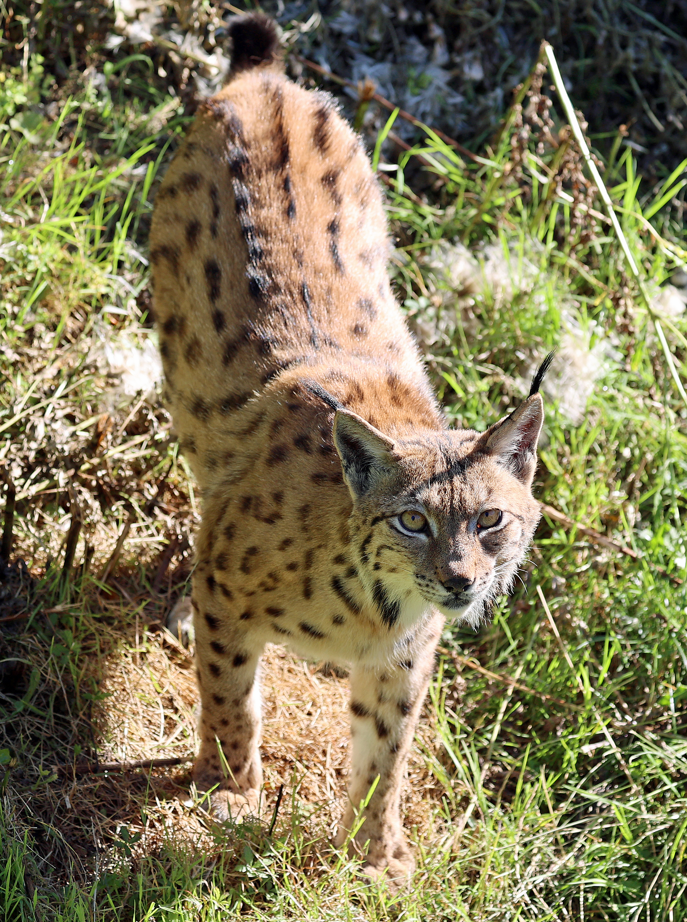 Luchs im Karlsruher Zoo © Zoo Karlsruhe Luchs