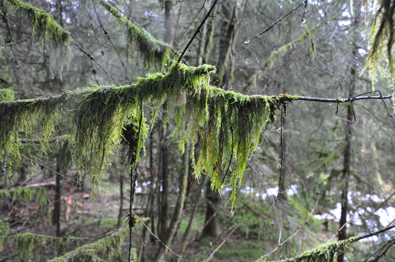 Zwei Äste, die mit viel Moos bedeckt sind. Foto: Nina Blazon