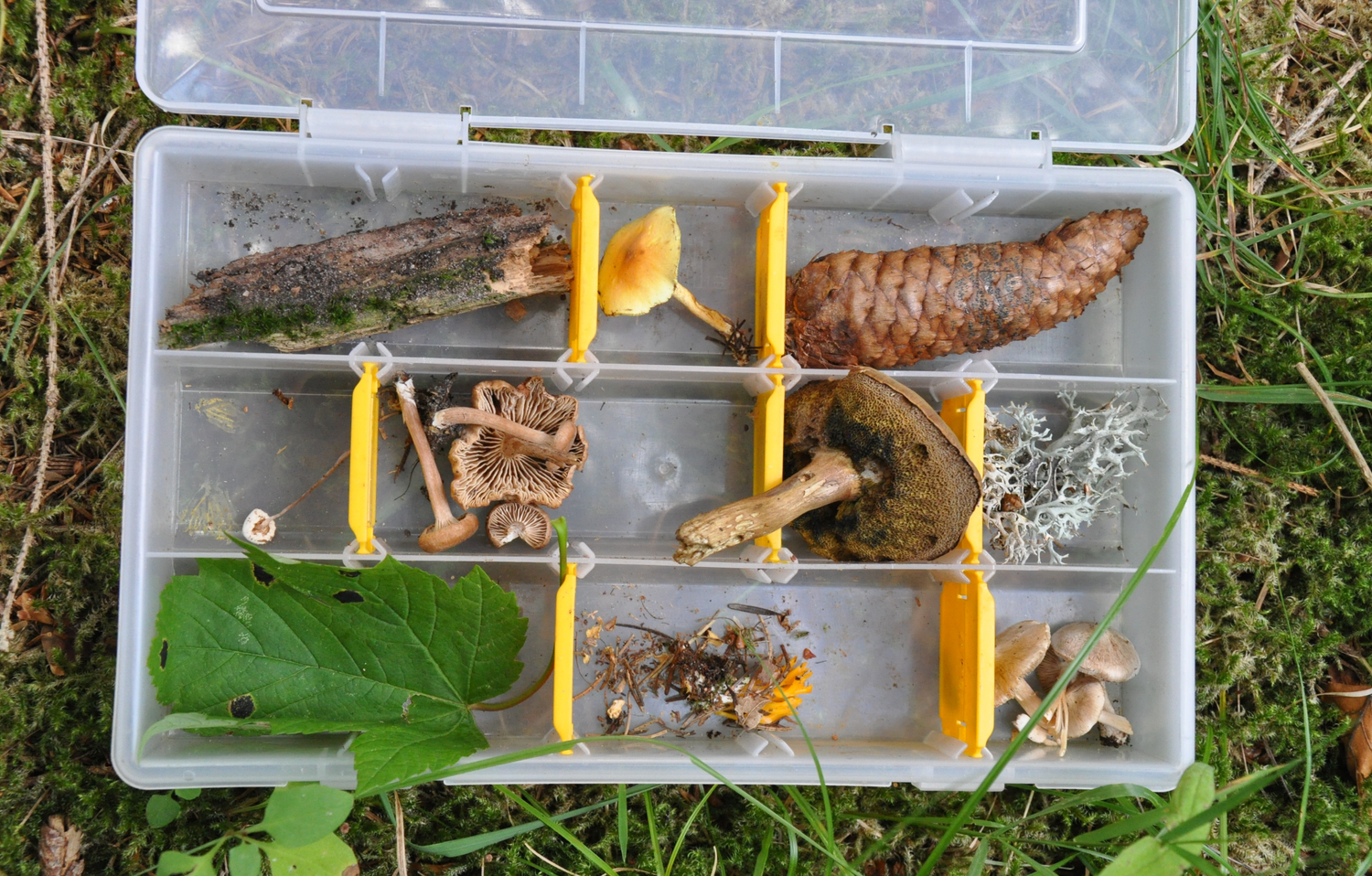 Eine durchsichtige Plastikbox steht geöffnet auf einer Wiese, darin liegen verschiedene Naturmaterialien: Zapfen, Blatt und mehrere Pilze. Foto: Nina Blazon