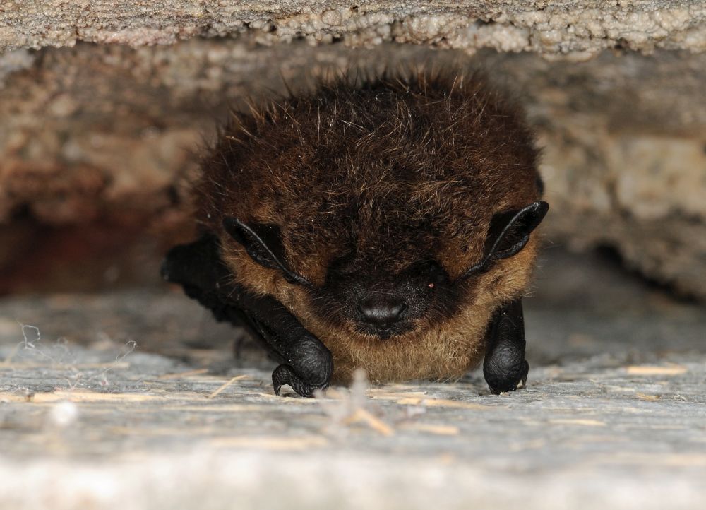 Nordfledermaus © Christian Dietz Nordfledermaus © Christian Dietz