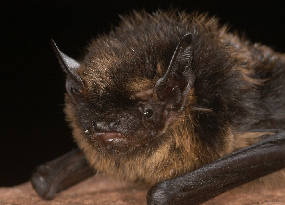 Nordfledermaus © Christian Dietz Nordfledermaus © Christian Dietz