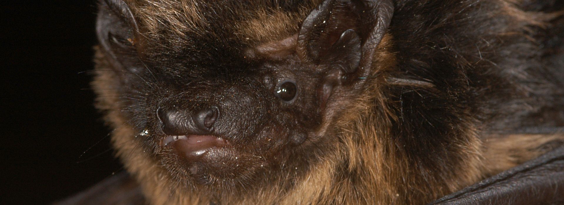 Nordfledermaus © Christian Dietz