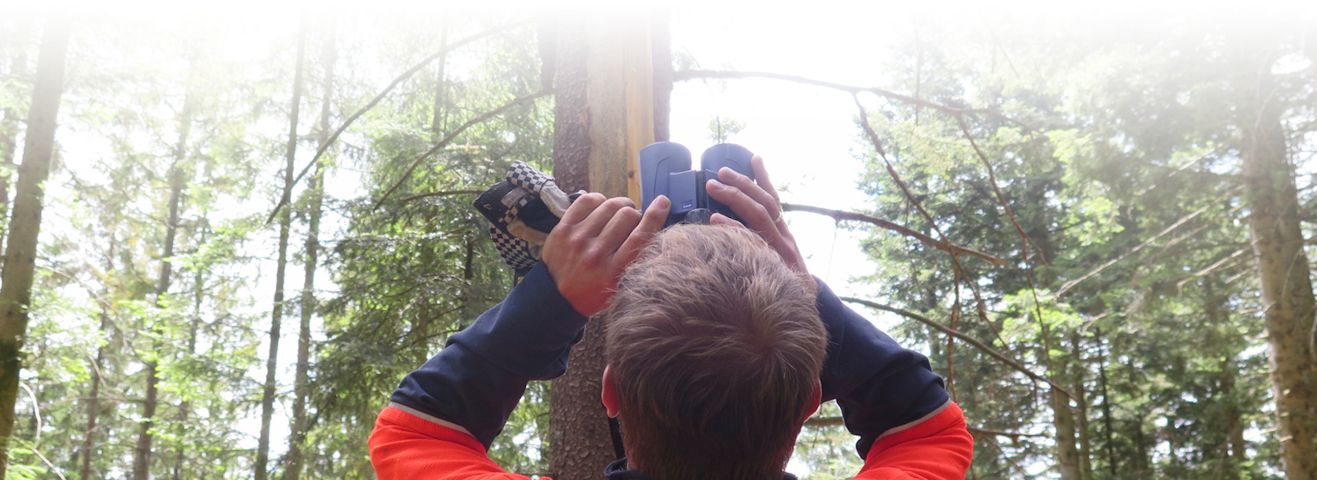 Ein Mann in Arbeitskleidung, von hinten zu sehen, schaut mit einem Fernglas in die Bäume. Foto: Anne Kobarg (Nationalpark Schwarzwald)