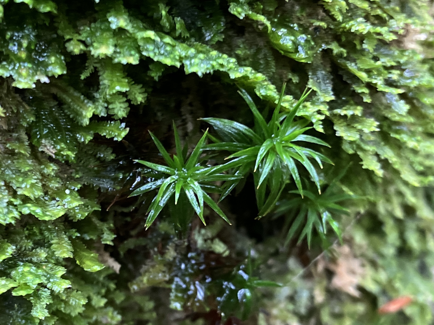 Moosbewuchs mit vielen kleinen Moosen, darunter drei sternförmige Pflanzen, die wie kleine Palmen aussehen. Foto: Nina Blazon