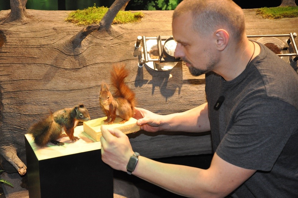 Auf einem Podest steht ein künstliches Eichhörnchen. Ein Mann ersetzt dieses Eichhörnchen durch ein neues. Foto: Iris Lemanczyk