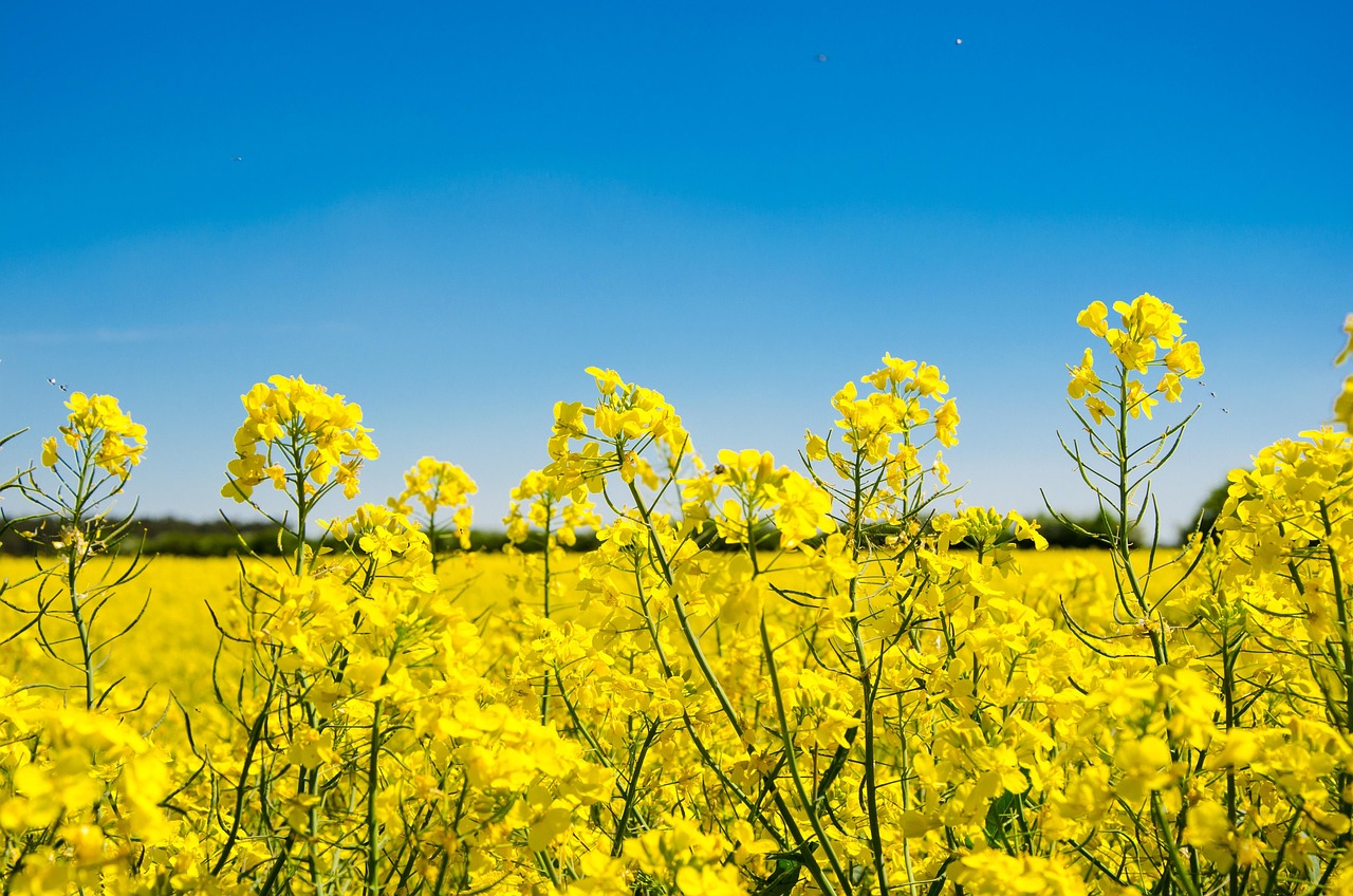 Abbildung 2: Rapsfeld vor blauem Himmel