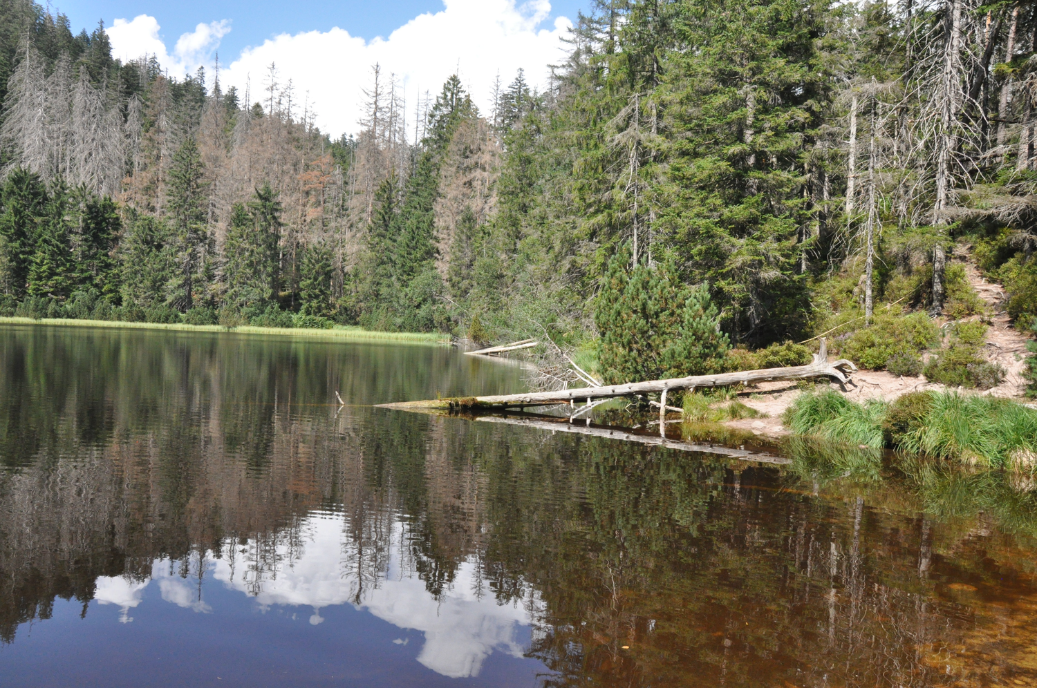 Blick auf einen See, umrandet von vielen Bäumen, im Wasser spiegeln sich Bäume und Himmel. Vom rechten Rand ragt ein umgestürzter Baum ins Wasser. Foto: Nina Blazon