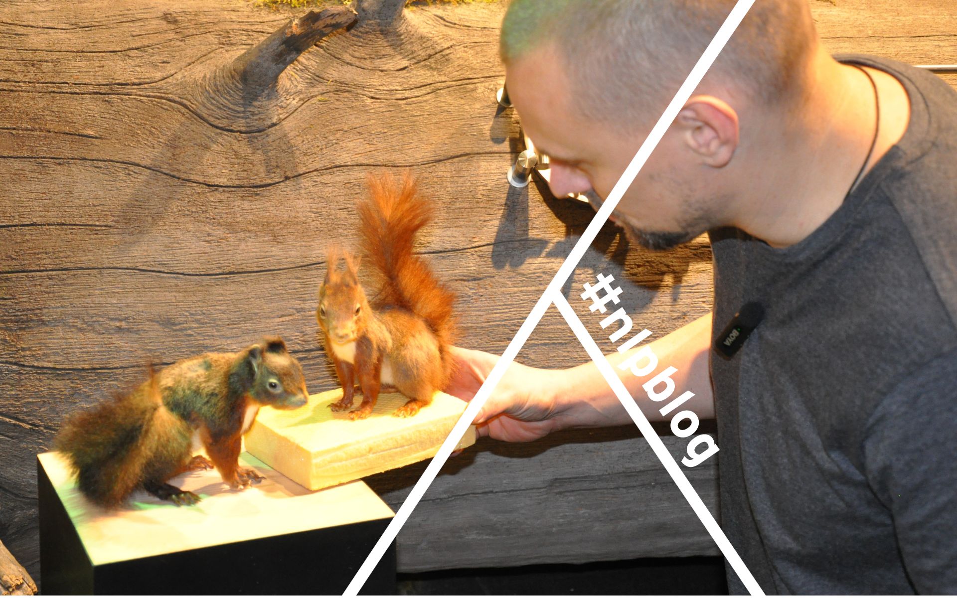 Präparatoren im Nationalparkzentrum