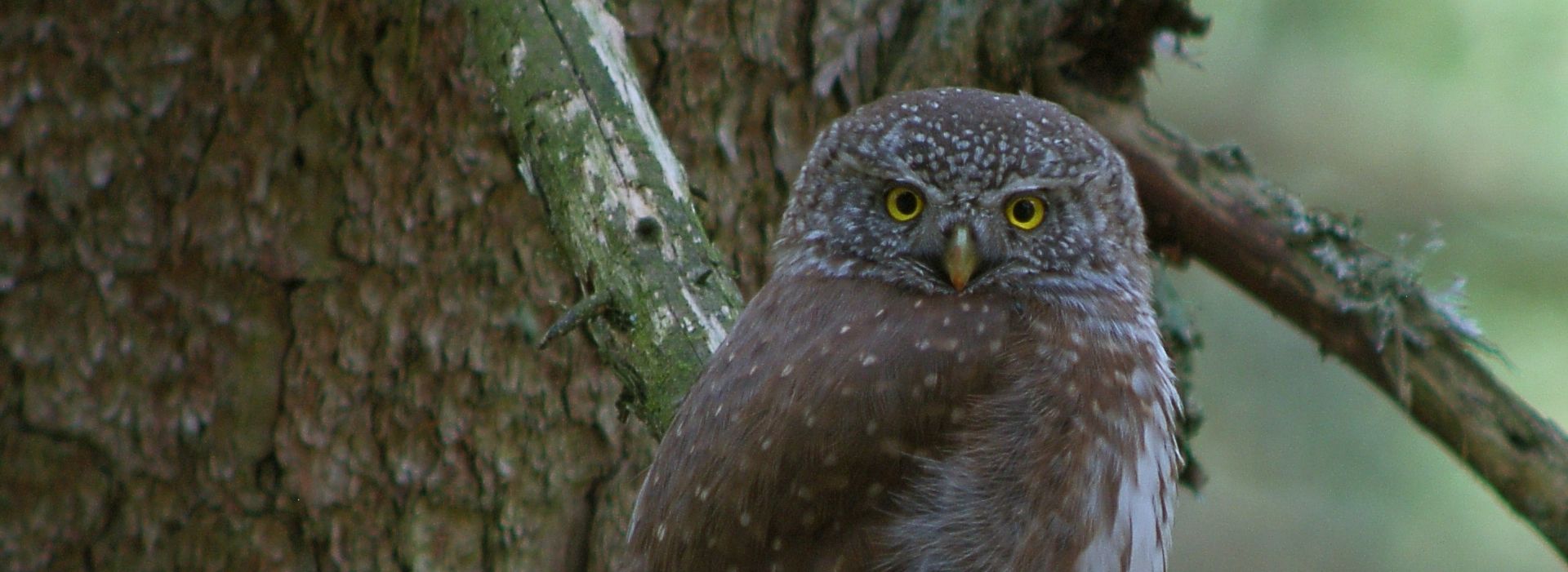 © Walter Finkbeiner