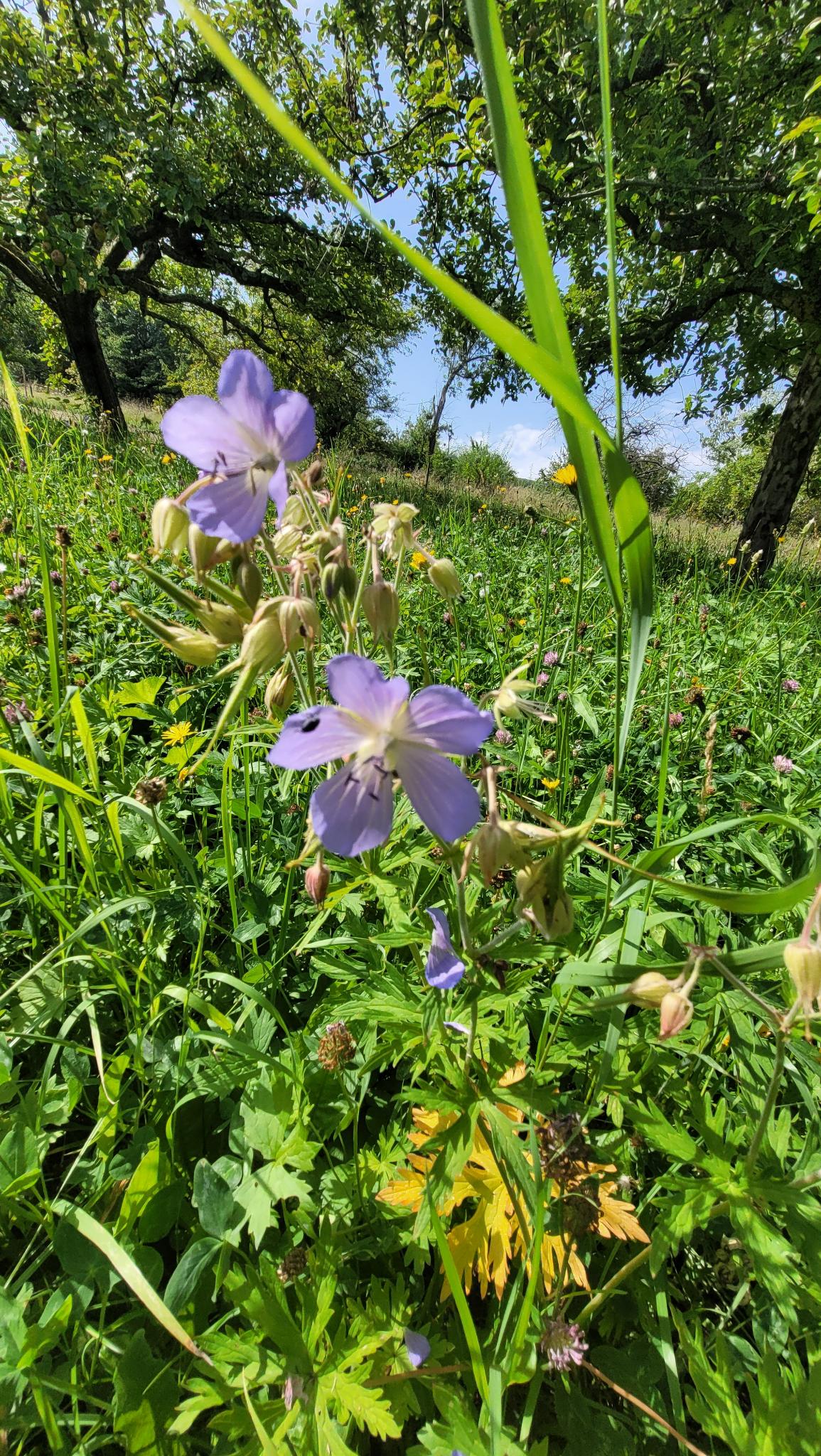 Storchenschnabel-Blüte © S.Milla, Iris Lemanczyk Kleine, zarte Pflänzchen mit helllila Blüten auf einer Wiese