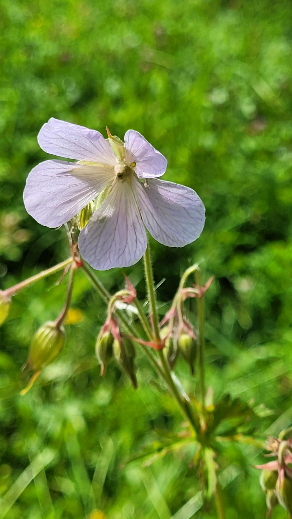 Storchenschnabel-Blüte © S.Milla, Iris Lemanczyk kleine Pflanzenblüte in helllila