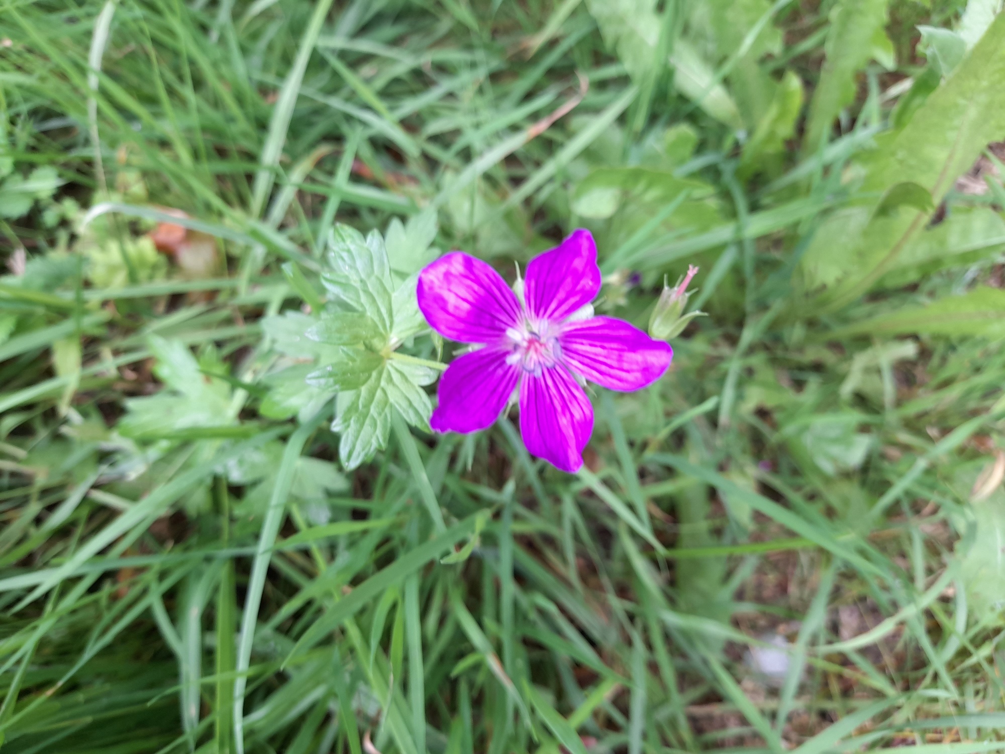Storchenschnabel-Blüte © S.Milla, Iris Lemanczyk Pinke Blüte auf Wiese