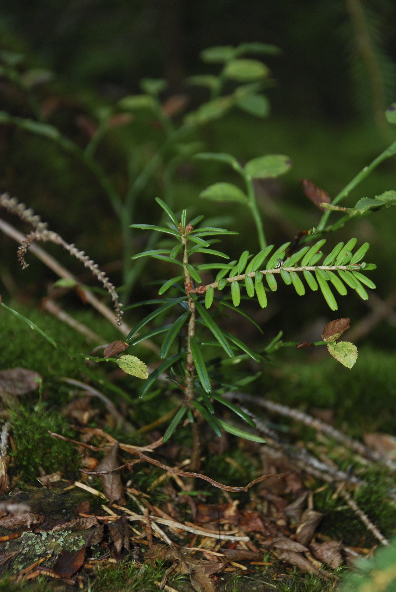 Junge Tanne in einem Wald. Foto: Charly Ebel