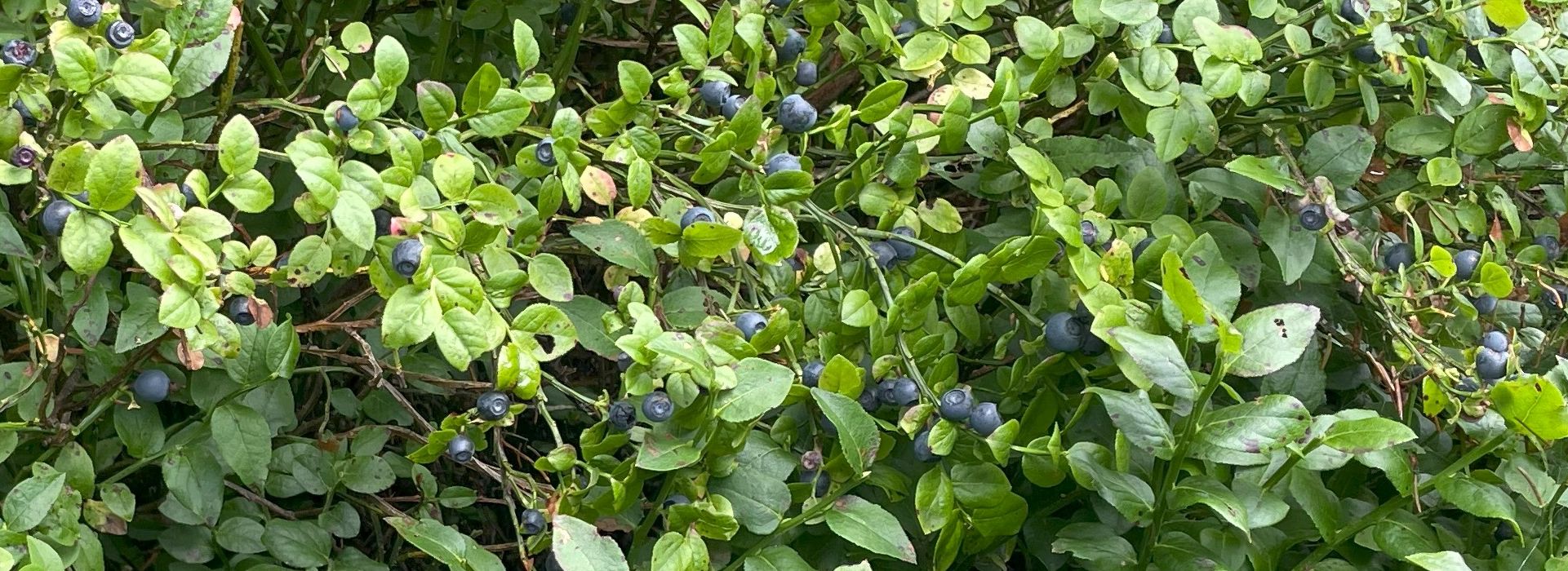 Waldrand mit Heidelbeersträucher (Vaccinium myrtillus) mit Beeren (© Stefanie Gärtner)