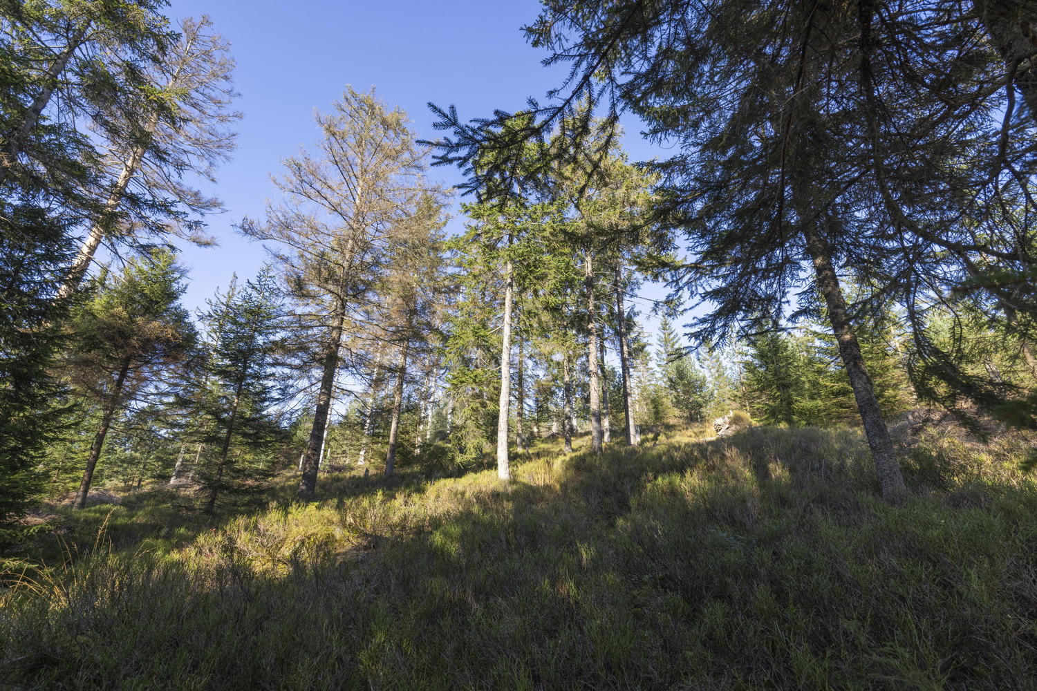 Auf einer Waldlichtung sind im Vordergrund zwei Bäume zu sehen. Und auf dem Boden wächst wildes Gestrüpp. Foto: Ulrike Klumpp