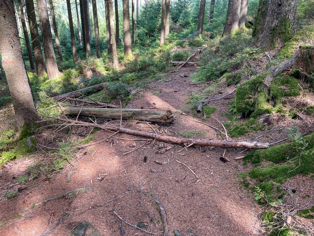 Waldweg im Nationalpark Schwarzwald. © Andreas Forch