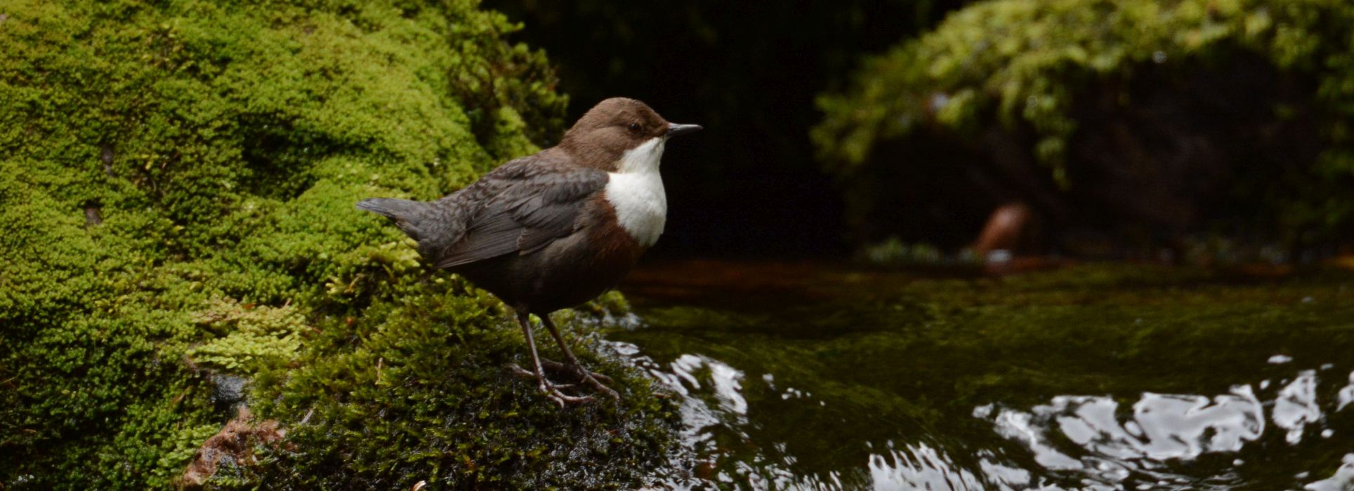 Foto Walter Finkbeiner