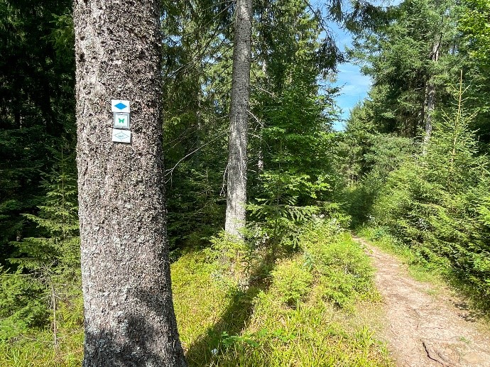 Ein Baumstamm mit kleinen Wegweisern an einem Waldweg. Foto: Andreas Forch