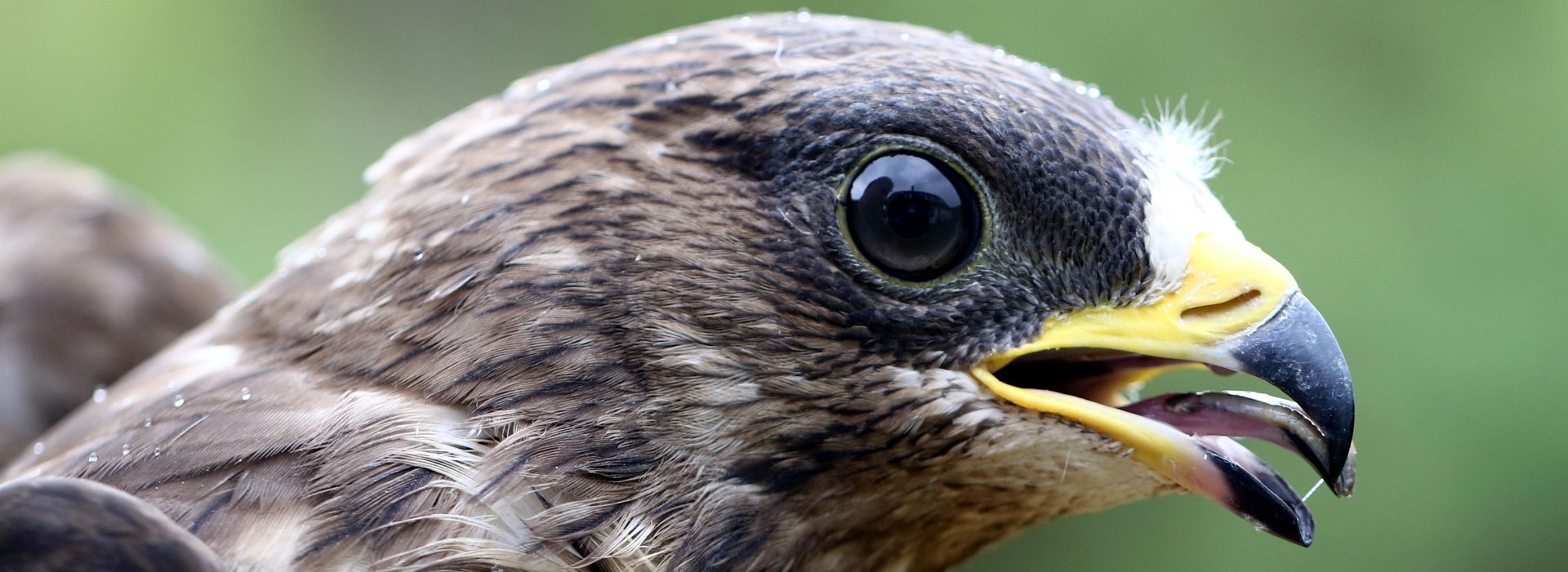 Wespenbussard (Pernis apivorus) © Jürgen Kläger