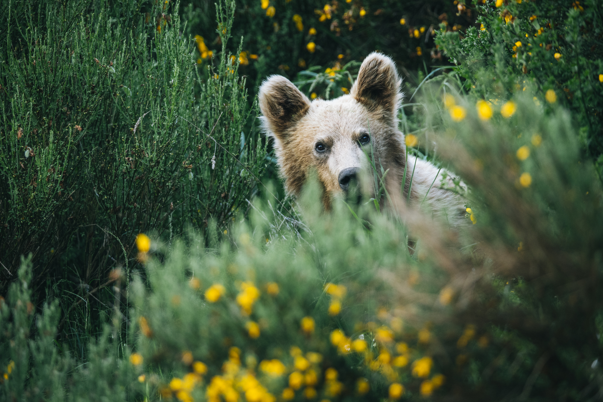 Ein großer Braunbär schaut aus einem Gebüsch. Foto: Joshi Nichell